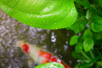 Plants and carp in the pond