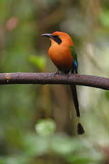 Rufous motmot perched on branch