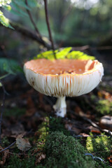 Amanita in forest