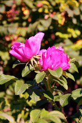 Flower of dog-rose rosehip on a bush, blurred background.