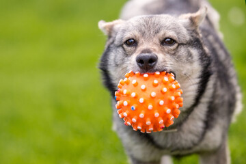 Funny dog playing with a ball in green grass. Ball resembles virus model of covid 19