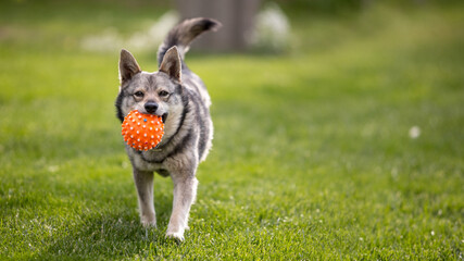 Funny dog playing with a ball in green grass. Ball resembles virus model of covid 19