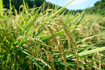 秋の稲穂　こうべを垂れる稲穂