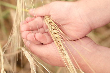 Ripe ears of wheat in the child's palm over field. Autumn harvest concert.