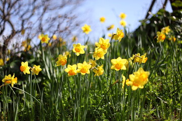 土手のラッパズイセン