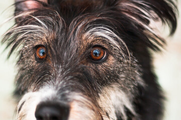 eye of funny mix breed dog close up