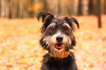 funny mix breed dog in the autumn leaves