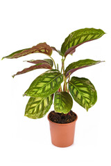 Exotic 'Calathea Flamestar' house plant with beautiful striped pattern in flower pot isolated on white background