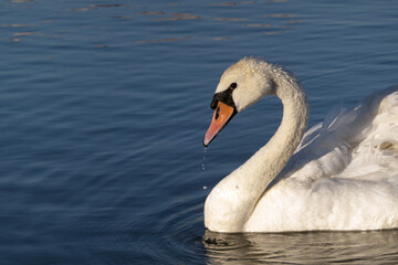 Fototapeta premium A lone white Swan on the water. The cut-off image. Side view. Copy space.