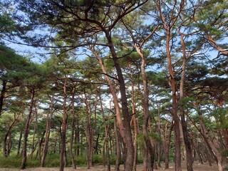 Korea