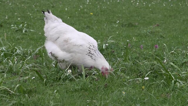 Weisses Huhn pickt nach Nahrung im Gras