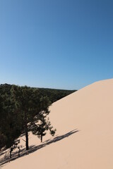 Fototapeta na wymiar sand dunes and trees