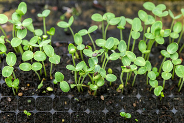Growing one week germination tray watermelon fruit vine sprouts, species citrullus lanatus, commonly used as commercial agriculture fruit  production.