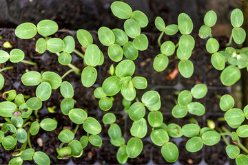 Growing one week germination tray watermelon fruit vine sprouts, species citrullus lanatus, commonly used as commercial agriculture fruit  production.