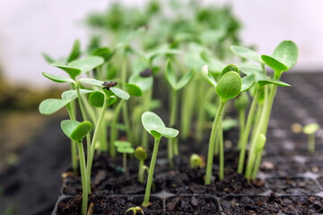 Growing one week germination tray watermelon fruit vine sprouts, species citrullus lanatus, commonly used as commercial agriculture fruit  production.