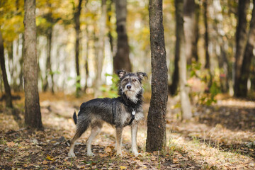 Naklejka na ściany i meble funny mix breed dog in the autumn leaves
