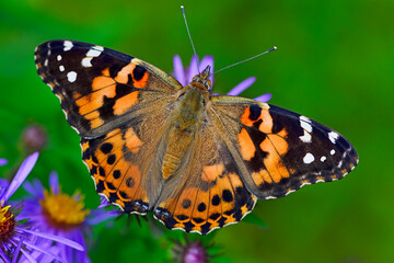 A Painted Lady Butterfly sets on an Aster - Ontario
