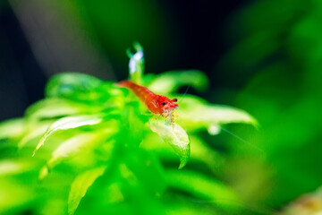Big fire red or cherry dwarf shrimp with green background in fresh water aquarium tank.