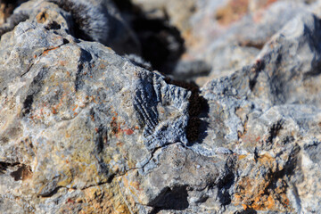 Stone clam fossil found in mountain. Prehistoric animals concept