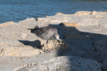 seagull on the pier