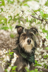 happy mixbreed dog with the spring flowers