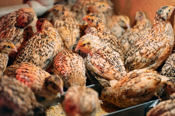 Quail Chicks in a cage on the farm.