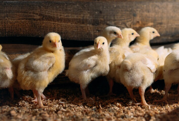 Broiler Chicken Chicks at the poultry farm.