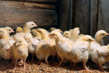 Broiler Chicken Chicks at the poultry farm.