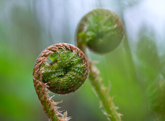 A fern sprout in a spring forest. - 378934350