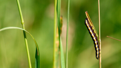 green caterpillar
