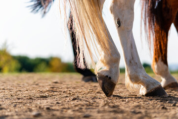 Close-up of a horse's hind legs and hooves in resting position on a horse pasture (paddock) at...