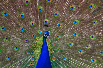 Obraz premium a male Indian Peafowl displays its tail feathers