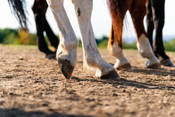 Close-up of a horse's hind legs and hooves in resting position on a horse pasture (paddock) at...