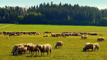 Schafe fressen auf grüner Wiese am Waldrand im Schwarzwald zur Landschaftspflege