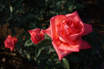 Pink Flower of Rose 'Montparnasse' in Full Bloom
