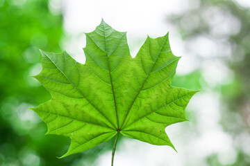 green leaves close up