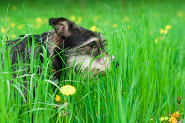 funny mix breed dog in green grass