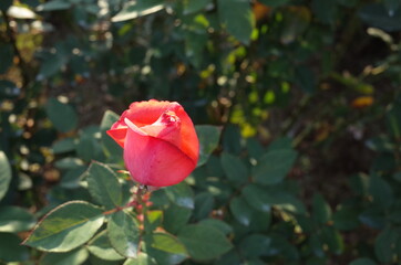 Pink Flower of Rose 'Montparnasse' in Full Bloom
