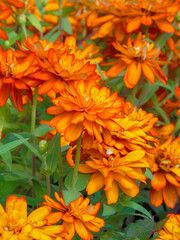 
the colorful flowers in Vietnam