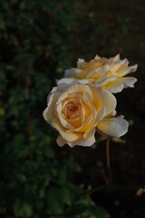 Yellow blend Flower of Rose 'Moonsprite' in Full Bloom
