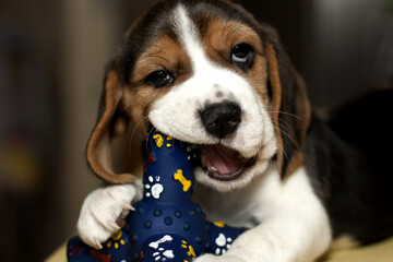beagle puppy