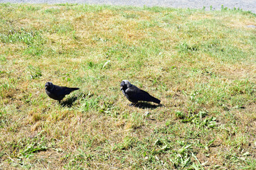 Two curious jackdaws of the Kizhi island
