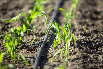 Close up photo with selective focus of drip irrigation system
