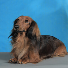 Dachshund portrait, Studio, close-up