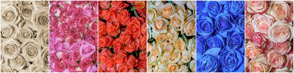 Beautiful collage of flowers. Panorama.