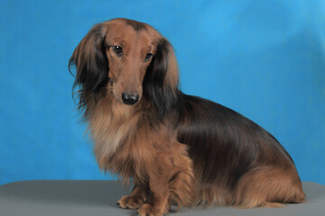 Dachshund portrait, Studio, close-up