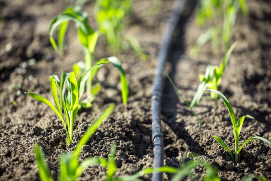Close up photo with selective focus of drip irrigation system