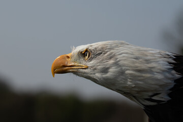 Bald Eagle, Haliaeetus leucocephalus, head shot staring intently to left. Concept of keeping alert ensuring justice prevails