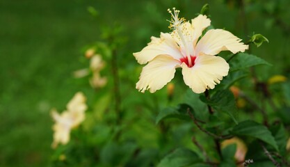 red flower in the garden