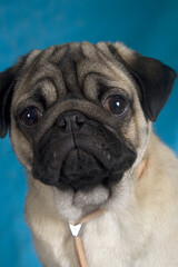 close-up portrait of a pug dog on a blue background